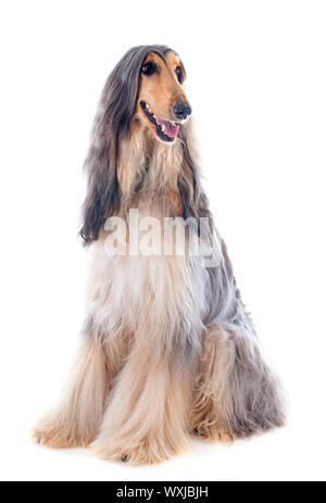 Afghan hound davanti a uno sfondo bianco Foto Stock