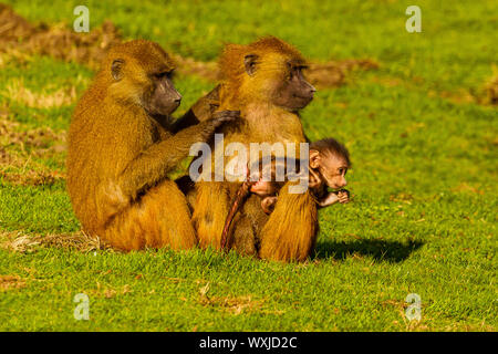 La Guinea babbuino (Papio papio) Famiglia Grooming insieme ogni altro Foto Stock