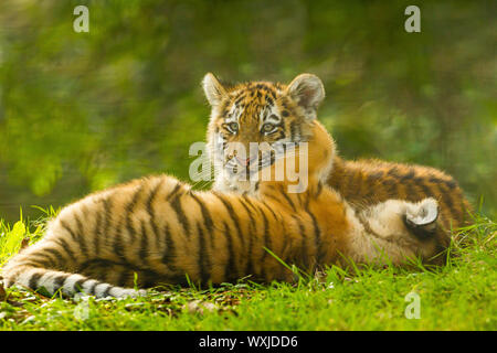 Due Amur/Siberiano cuccioli di tigre (Panthera Tigris Altaica) giocando insieme Foto Stock