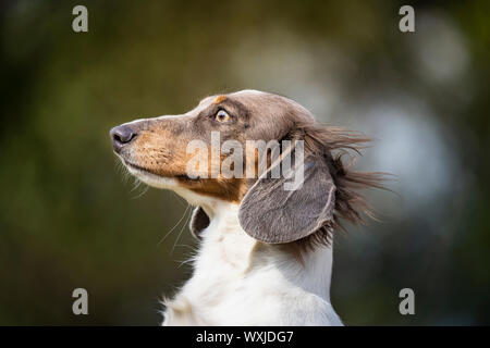 Con i capelli lunghi bassotto. Ritratto di colline punteggiano adulto. Germania Foto Stock