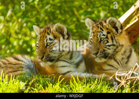 Due Amur/Siberiano cuccioli di tigre (Panthera Tigris Altaica) seduti insieme sotto un albero Foto Stock