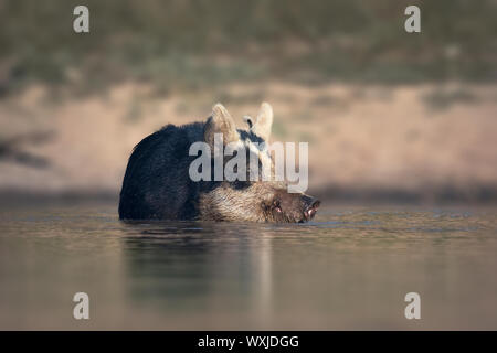 Selvatica di suini selvatici sow (Sus scrofa) nuotare in un lago, Nuovo Galles del Sud, Australia Foto Stock