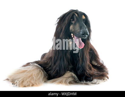 Afghan hound davanti a uno sfondo bianco Foto Stock