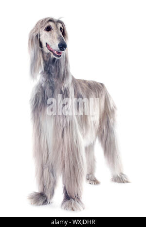 Afghan hound davanti a uno sfondo bianco Foto Stock