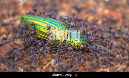 Colonia di formiche di carne (Iridomyrmex purpureus), attaccando un gioiello beetle (Temognatha chevrolati), Australia Foto Stock