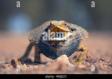 Orientale drago barbuto (Pogona barbata) con la bocca aperta, Australia Foto Stock