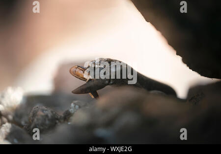 Tree-skink interstiziale (Egernia striolata) con beetle preda, Australia Foto Stock