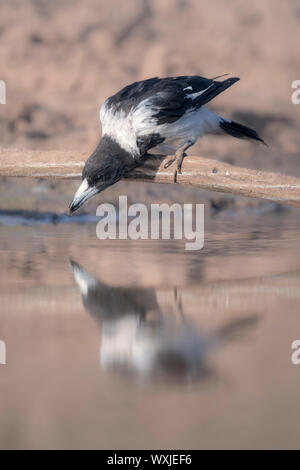 Pied butcherbird (Cracticus nigrogularis) appollaiato su un ramo di bere da un laghetto, Australia Foto Stock