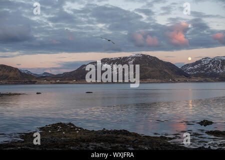 Eider anatre sulla spiaggia al tramonto, Lofoten, Nordland, Norvegia Foto Stock