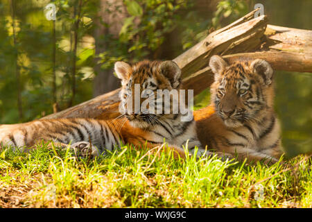 Due Amur/Siberiano cuccioli di tigre (Panthera Tigris Altaica) seduti insieme sotto un albero Foto Stock