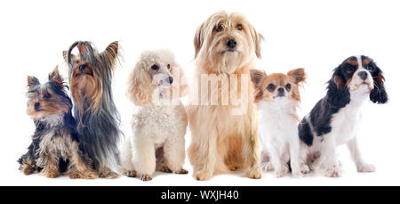 Sei piccoli cani di fronte a uno sfondo bianco Foto Stock