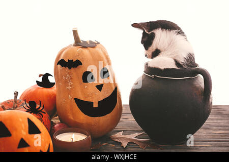 Funny kitten seduta in nero strega calderone con jack o lantern zucche, pipistrelli, spider e la candela che brucia in legno scuro. Happy Halloween. Trucco o tre Foto Stock