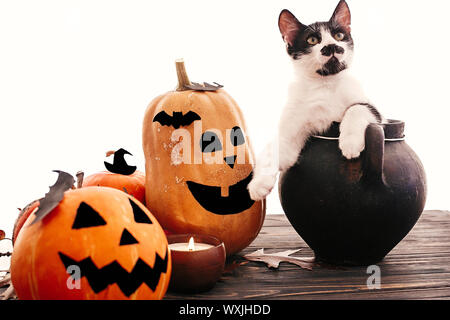 Happy Halloween. Funny kitten seduta in nero strega calderone con jack o lantern zucche, pipistrelli, spider e la candela che brucia in legno scuro.trucco o trea Foto Stock