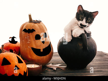 Gatto divertente seduta in nero strega calderone con jack o lantern zucche, pipistrelli, spider e la candela che brucia in legno scuro. Happy Halloween. Dolcetto o scherzetto Foto Stock