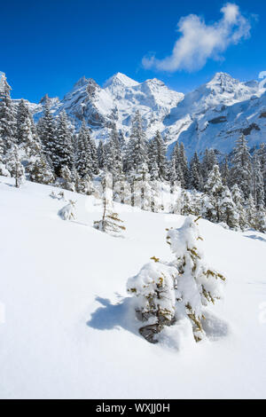 Massiccio montuoso Bluemlisalp con Rothorn, Bluemlisalphorn Oeschinenhorn e. Alpi bernesi, Foto Stock