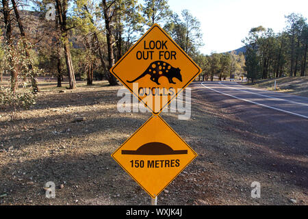 Nero e Giallo Quoll segno di traffico dal lato della strada in Flinders Ranges Foto Stock