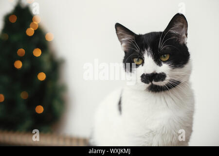 Gatto con i baffi cercando con divertenti emozioni sullo sfondo del piccolo albero di natale con le luci e la festa della carta da imballaggio. Carino in bianco e nero kitt Foto Stock