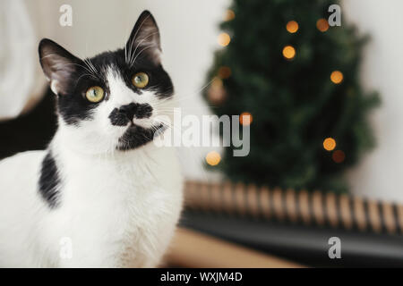 Gatto con i baffi cercando con divertenti emozioni sullo sfondo del piccolo albero di natale con le luci e la festa della carta da imballaggio. Carino in bianco e nero kitt Foto Stock