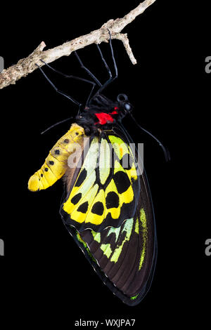 Un bel maschio birdwing butterfly appeso a un ramo Foto Stock