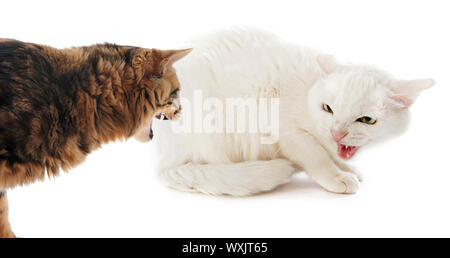 Foto di due gatti in un conflitto di fronte a uno sfondo bianco Foto Stock