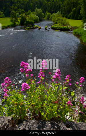 Jardines de Woodstock junto al río Nora. Pueblo Inistioge. Il Condado de Kilkenny. Sureste de Irlanda. Foto Stock