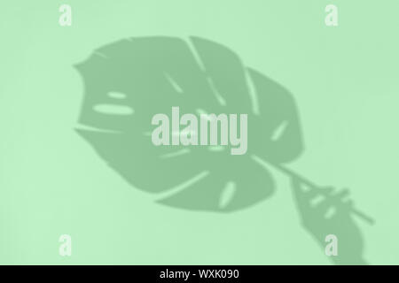 Verde menta ombra da monstera sulla carta. Astrazione. Foto senza la messa a fuoco Foto Stock