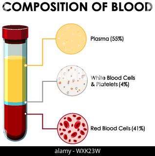 Diagramma che mostra la composizione di illustrazione del sangue Illustrazione Vettoriale