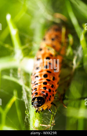 Waxworms sono le larve di Caterpillar di cera falene Foto Stock