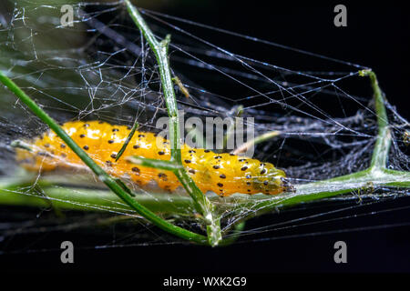 Waxworms sono le larve di Caterpillar di cera falene Foto Stock