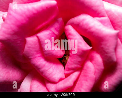 Colore rosa è aumentato Foto Stock