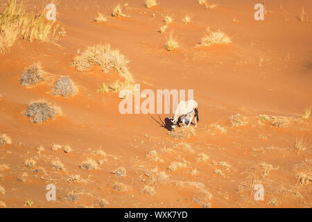 Lonely Oryx antilopi inerbimento su una rossa duna di sabbia nel deserto del Namib, Namib Naukluft Park, Namibia Foto Stock