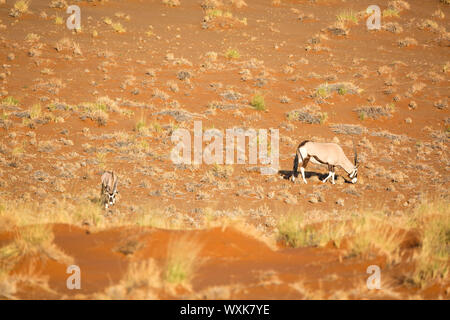 Due Oryx antilopi inerbimento su una rossa duna di sabbia nel deserto del Namib, Namib Naukluft Park, Namibia Foto Stock