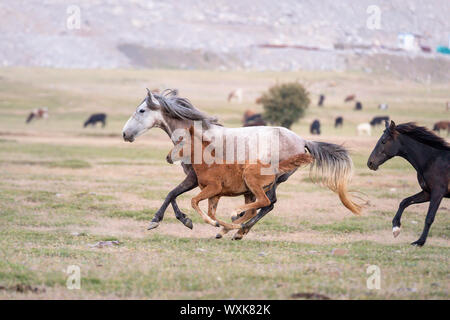 Cavalli selvatici, Wild Horse. Grigio mare con puledro in un galoppo. Turchia Foto Stock