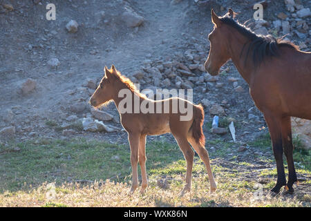 Cavalli selvatici, Wild Horse. Baia Mare con puledro in piedi nel paesaggio. Turchia Foto Stock