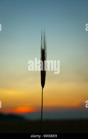 Tramonto sul campo in estate. spighe di grano sun contro Foto Stock