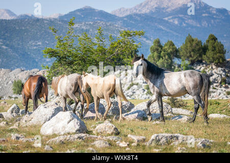 Cavalli selvatici, Wild Horse. Una famiglia a piedi. Lo stallone esegue il backup. Turchia Foto Stock