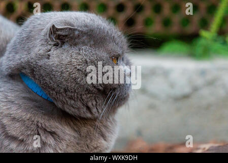 Lop-eared Scottish inv, grigio con grandi occhi gialli. Foto Stock