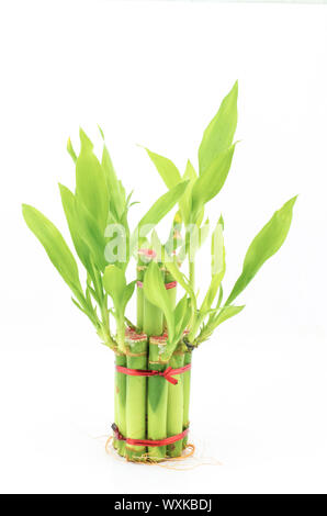 Dracaena Sanderiana isolati su sfondo bianco Foto Stock