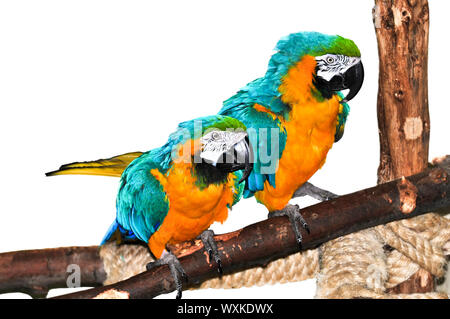 Coppia di blu e giallo macaw pappagalli sul ramo Foto Stock