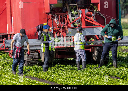 Tarleton, Lancashire, Regno Unito. Xvii Sep, 2019. I cittadini dell UE di lattuga di raccolta si trovano di fronte a un futuro incerto. Le aziende agricole e gli agricoltori sempre fare affidamento su un gran numero di immigrati e opere di migranti per agevolare il lavoro intensivo di piantare, ripulendo dalle erbacce e la mietitura di raccolti di insalata, e la cui occupazione rimane qualche dubbio come inizio dei negoziati su Brexit. La Gran Bretagna è la produzione alimentare dipende dalla stagione del lavoro migrante dall UE. Credito; Credito: MediaWorldImages/Alamy Live News Foto Stock