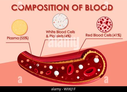 Diagramma che mostra la composizione di illustrazione del sangue Illustrazione Vettoriale