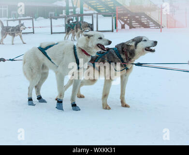 Sled utilizzato su niente uomo ghiacciaio per cane sledders Foto Stock