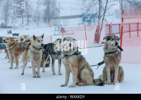 Sled utilizzato su niente uomo ghiacciaio per cane sledders Foto Stock