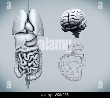 Assemblate gli organi umani con il cervello contro uno sfondo grigio Foto Stock