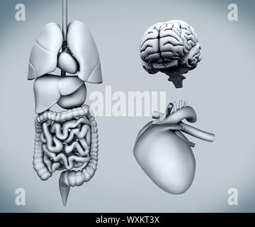 Schema di organi umani su sfondo bianco Foto Stock