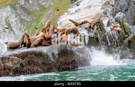 Steller leoni di mare seduti su una roccia isola dell'Oceano Pacifico sulla penisola di kamchatka Foto Stock