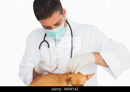 Vet in maschera protettiva vaccingating chihuahua su sfondo bianco Foto Stock