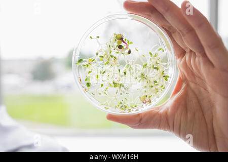 Prove di piante in capsula di petri in laboratorio Foto Stock