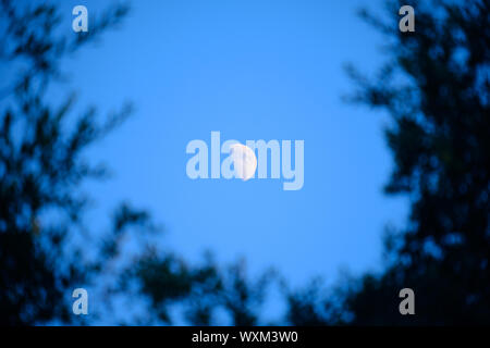 Vista della mezza luna visto attraverso gli alberi al tramonto. N. persone. Foto Stock