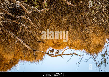 Un grande nido in un albero costruire da uccelli tessitore Foto Stock